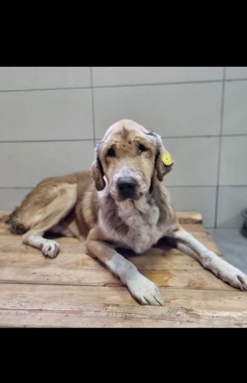 მეტისი ორთაჭალა