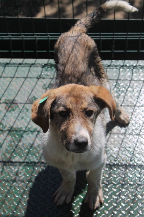 მეტისი უსახელო