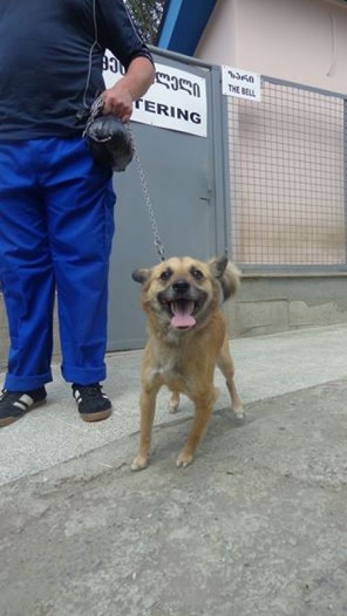 მეტისი ჩაპი