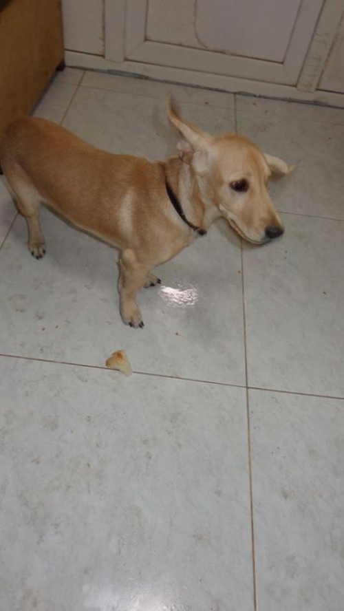 მეტისი მიკი