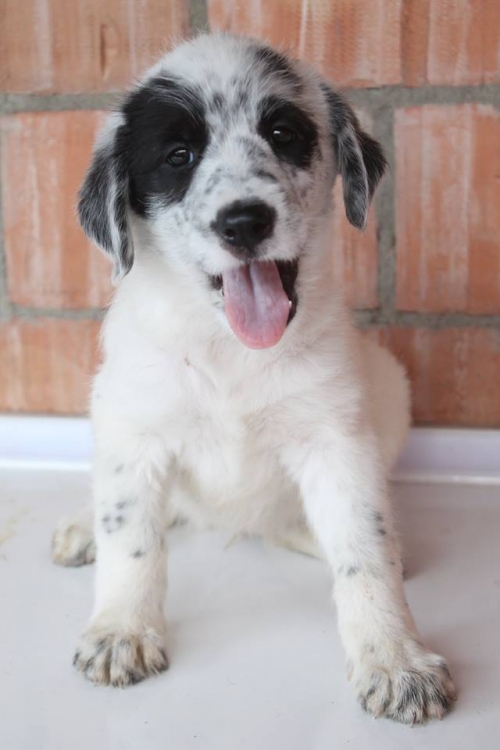 სეტერის მეტისი უსახელო