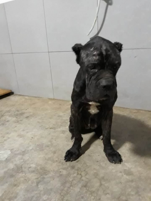 კანე კორსო უსახელო