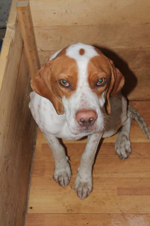 პოინტერი უსახელო