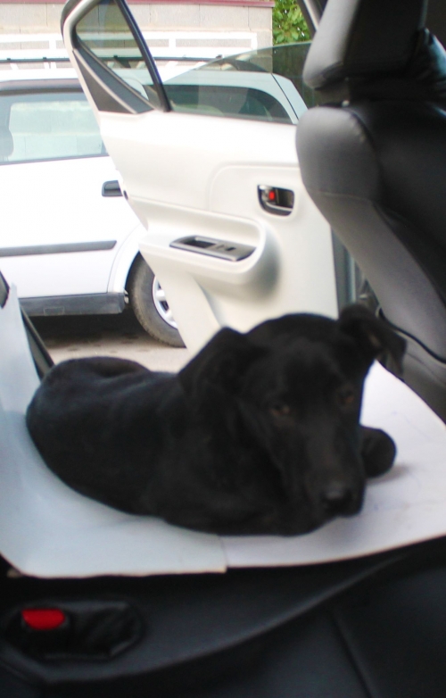 მეტისი ბასა