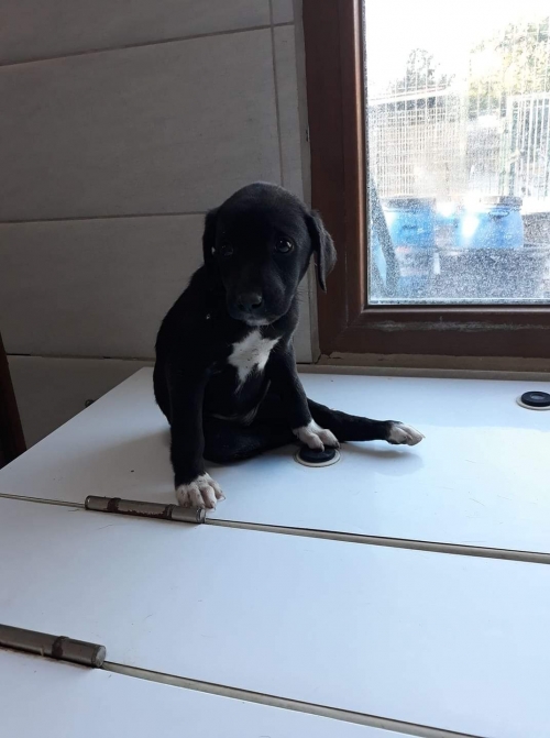 მეტისი უსახელო