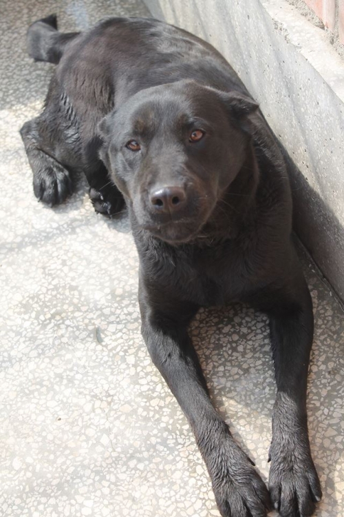 ქართული ქოფაკი ჯესი