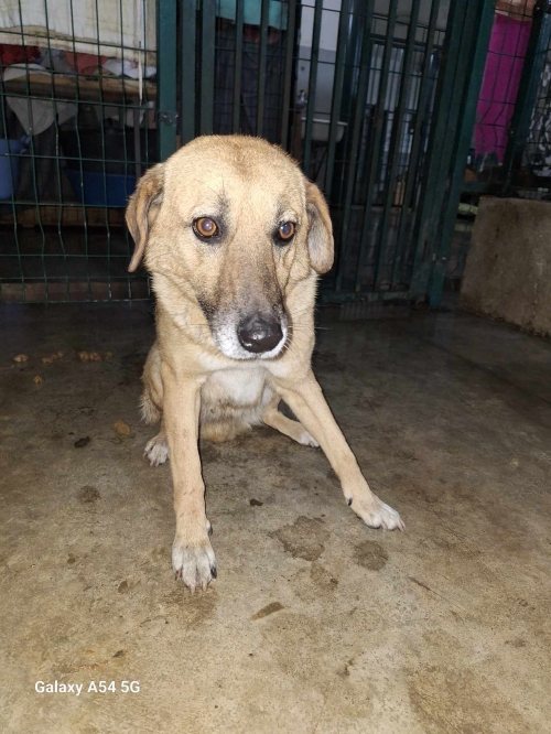 მეტისი პაიჭაძეს 2 ნომერი