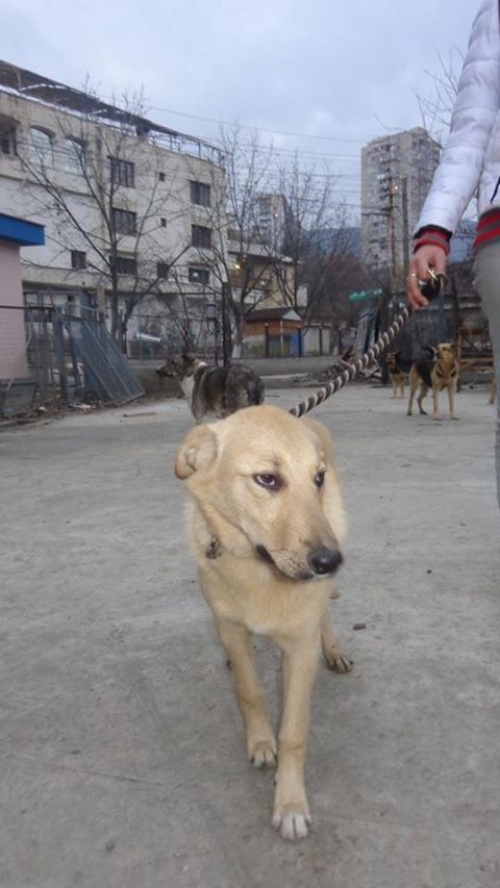 მეტისი უსახელო