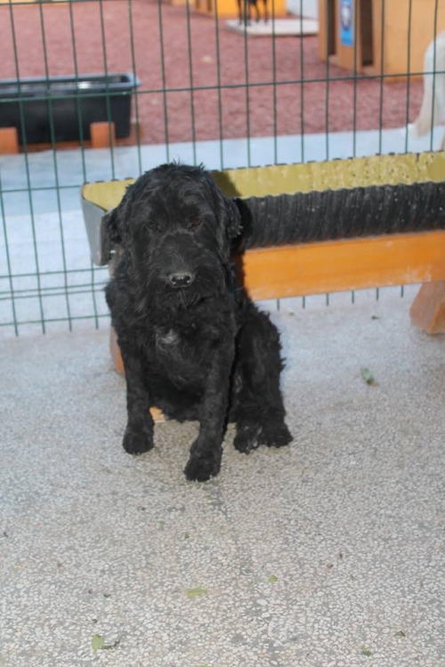 ბალონკა უსახელო