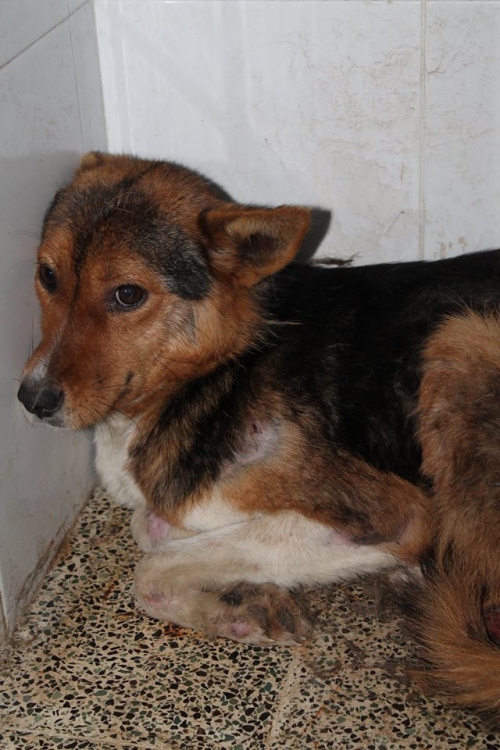 მეტისი უსახელო