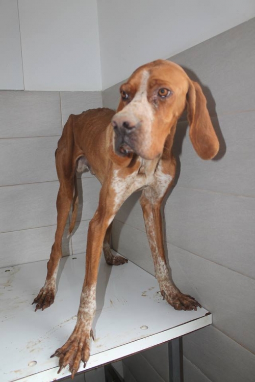 პოინტერი უსახელო