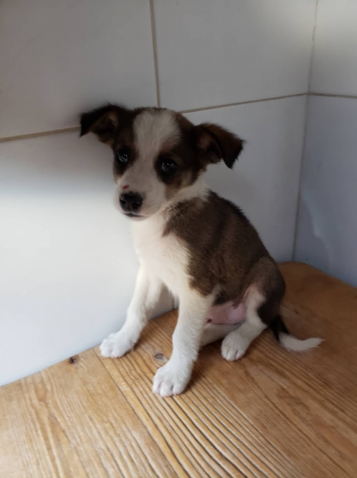 მეტისი დიდიდიღომი