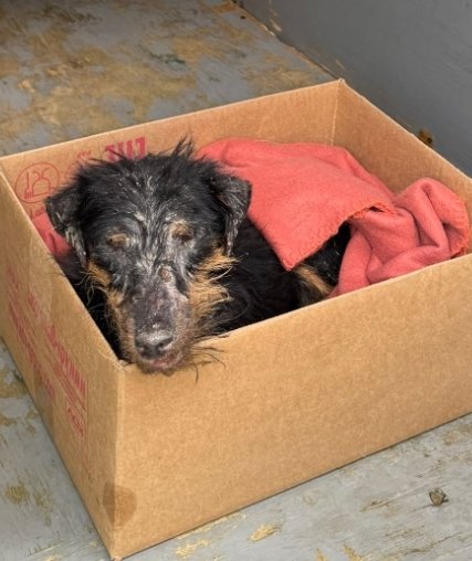 იაგდ ტერიერი. კაიროს ქუჩა