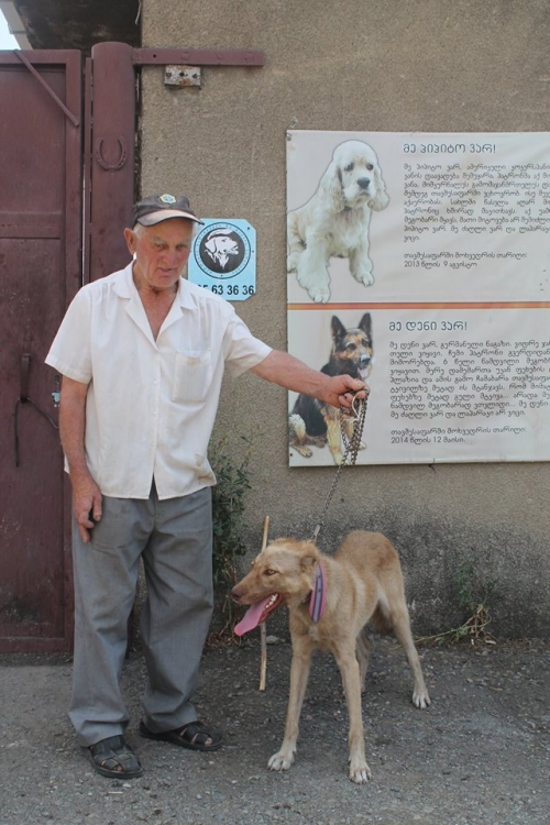 ქართული ქოფაკი ჯეკა