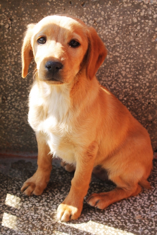 ლაბრადორის მეტისი კოკი