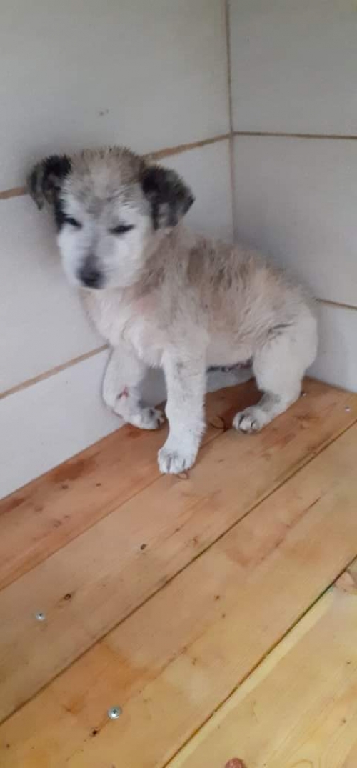 მეტისი უსახელო