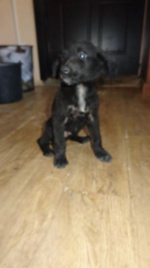 მეტისი უსახელო