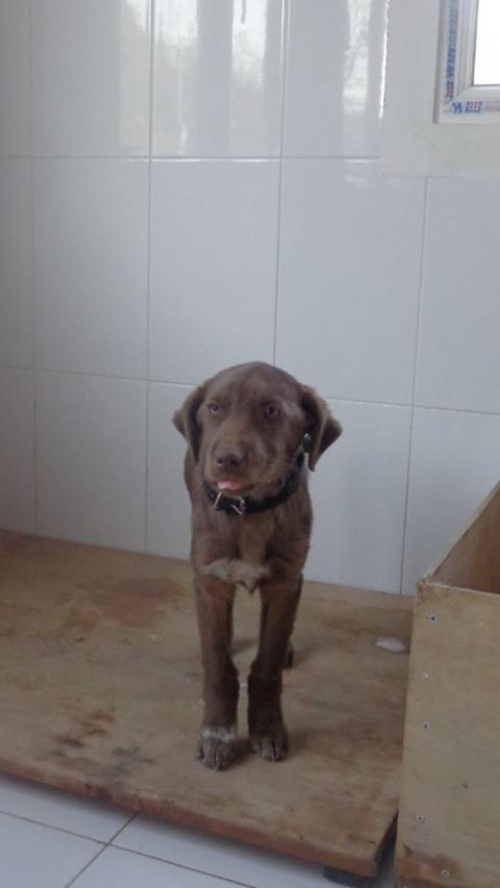 ლაბრადორის მეტისი უსახელო