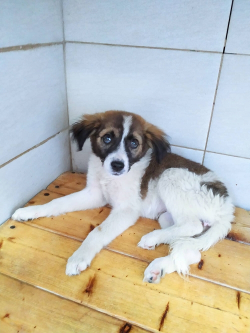 მეტისი ნაპოვნია თემქაზე