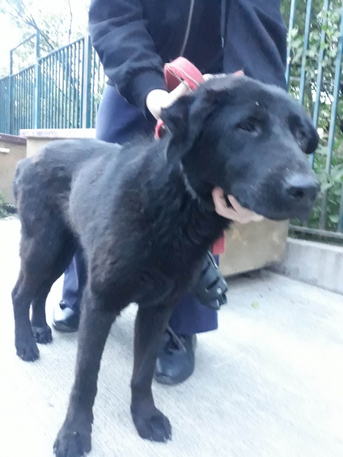 მეტისი აფრიკა ჭიჭინაძეს ქუჩა. სავანე