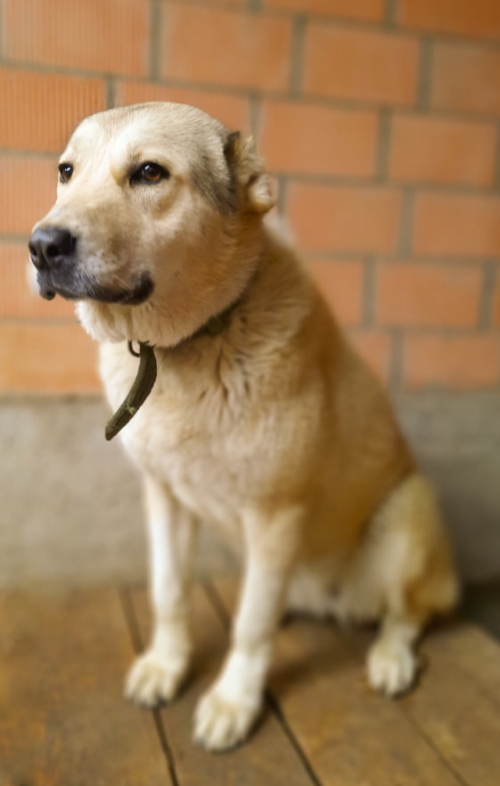 ქართული ქოფაკი ბობა