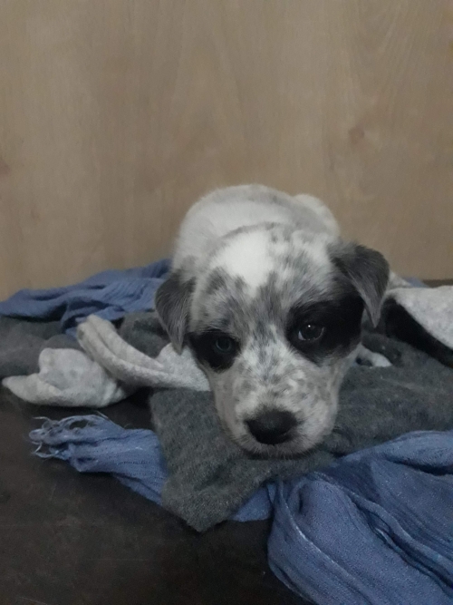 მეტისი უსახელო