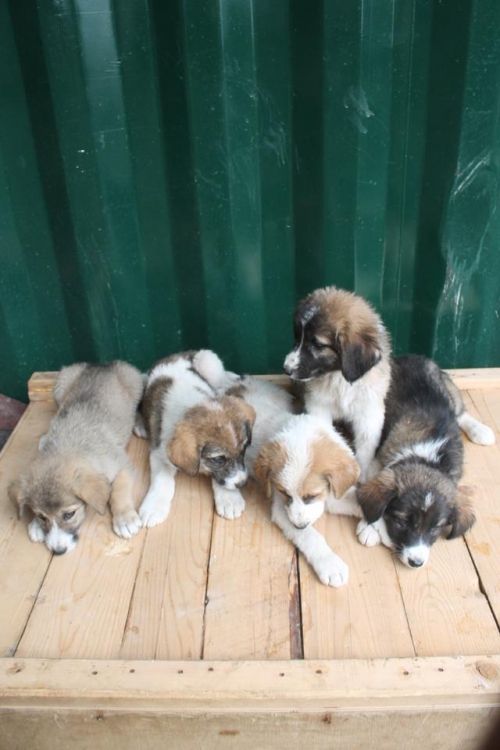 მეტისის ლეკვები უსახელო