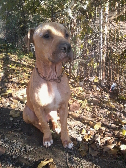 პიტი გორა