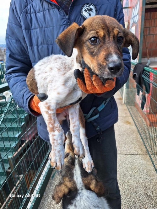 მეტისი ნაპოვნია თავშესაფართან