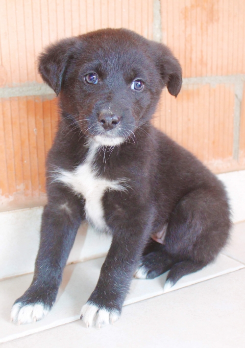 მეტისი უსახელო