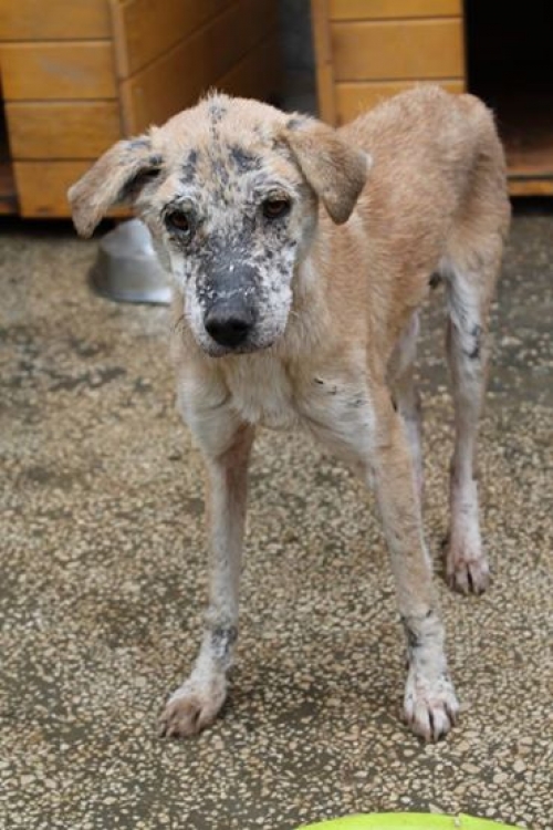 მეტისი უსახელო