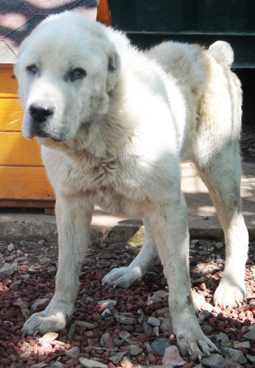 ქართული ნაგაზი უსახელო