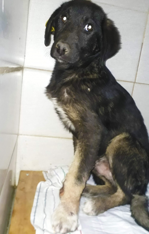 მეტისი უსახელო