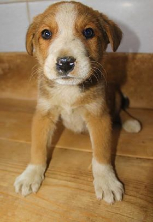 მეტისი უსახელო