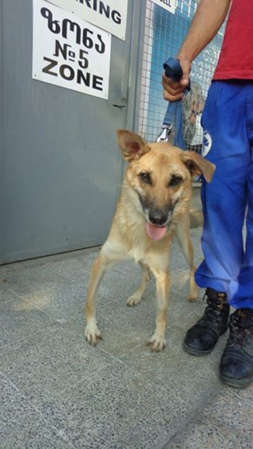 მეტისი უცნობი