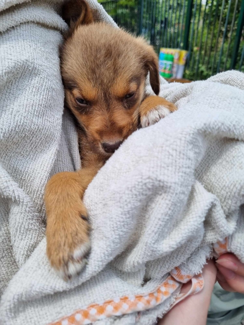 მეტისი ბერიგაბრიელ სალოსის გამზირი