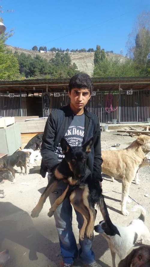 გერმანული ნაგაზი უსახელო