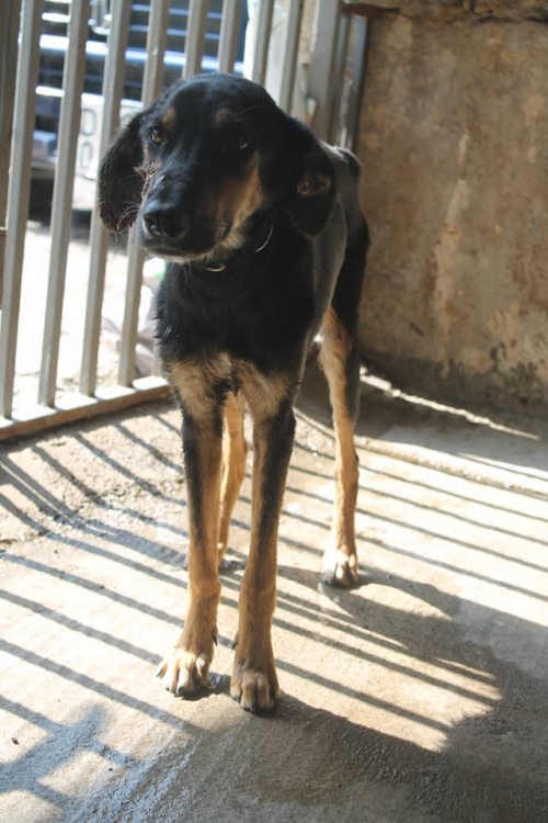 მეტისი უსახელო