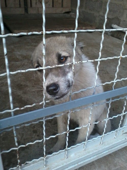 ქართული ქოფაკი