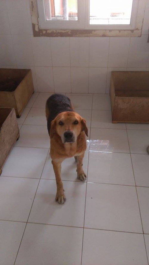 გონჩი უსახელო