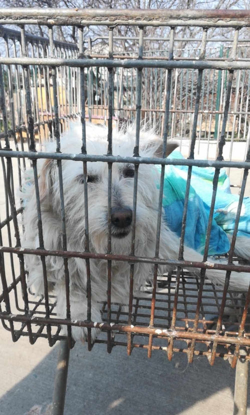 ბალონკა ნუცუბიძეს 1 პლატო