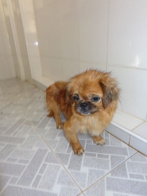 პეკინესი პუსკა