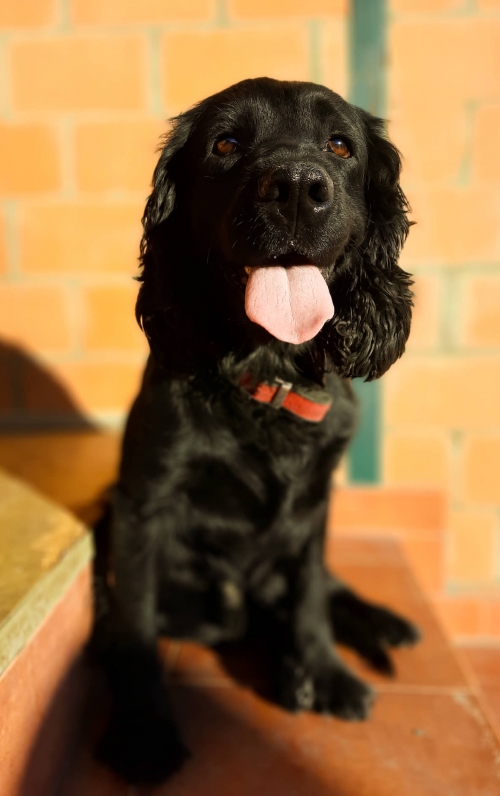 კოკერსპანიელი ნაპოვნია