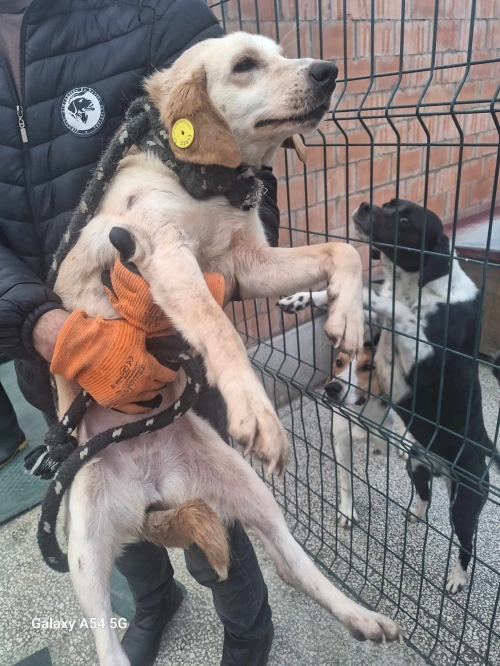 მეტისი გადმოყვანილია მუნიციპალური თავშესაფრიდან