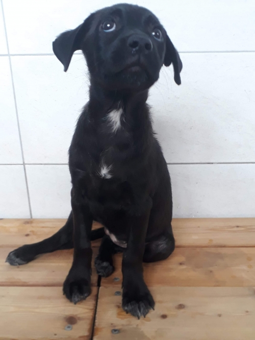 მეტისი უსახელო