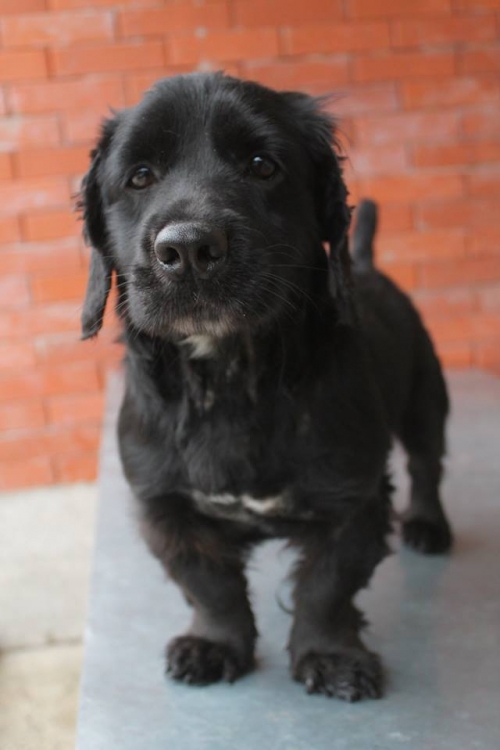 ტაქსა უსახელო