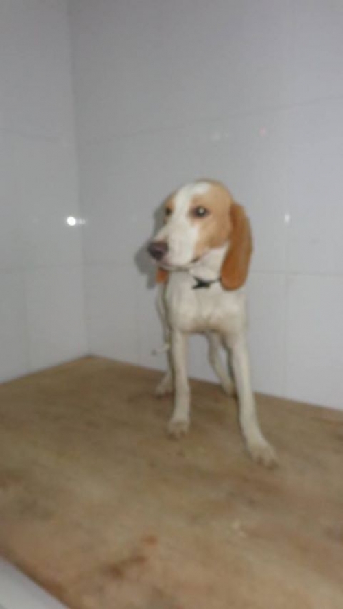 გონჩი უსახელო