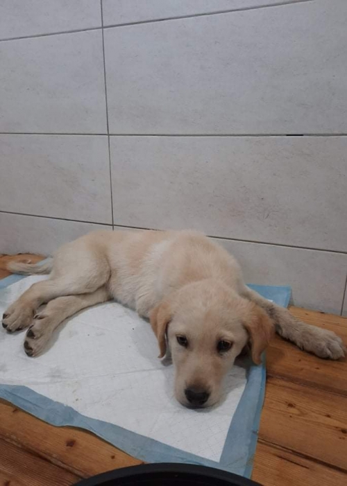 მეტისი ნაპოვნია გლდანში ფრესკოს მაღაზიასთან