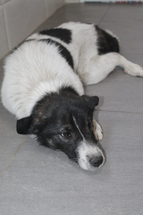 მეტისი უსახელო