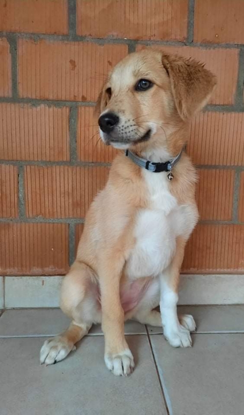 მეტისი უსახელო